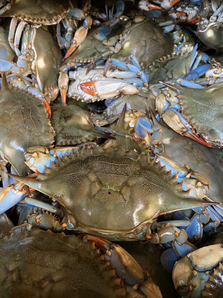 Premium Female Maryland Crabs By The Bushel Vinces Crab House