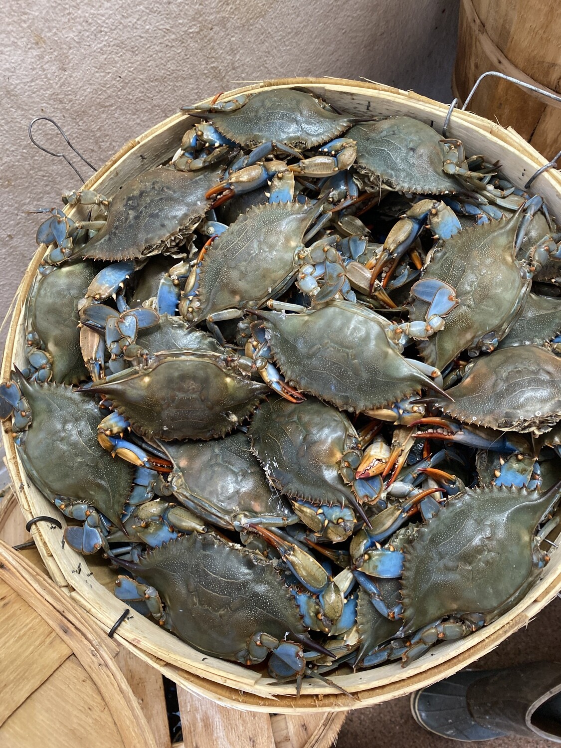 Premium Female Maryland Blue Crabs By The 1/2 Bushel Vinces Crab House